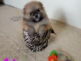 Pomeranijos nykštukinių špicai Boo - nuotraukos Nr. 27