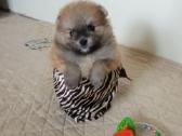 Pomeranijos nykštukinių špicai Boo - nuotraukos Nr. 19