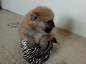 Pomeranijos nykštukinių špicai Boo - nuotraukos Nr. 25