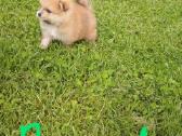 Pomeranijos nykštukinių špicai Boo - nuotraukos Nr. 28
