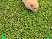 Pomeranijos nykštukinių špicai Boo - nuotraukos Nr. 30