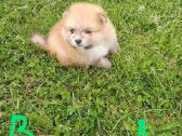 Pomeranijos nykštukinių špicai Boo - nuotraukos Nr. 29