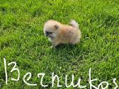 Pomeranijos nykštukinių špicai Boo - nuotraukos Nr. 33