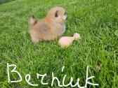 Pomeranijos nykštukinių špicai Boo - nuotraukos Nr. 32