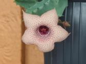 Huernia thuretii, foto parduodamo augalo - nuotraukos Nr. 3