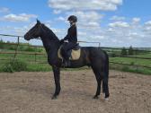 Latvian Warmblood gelding 5yer
