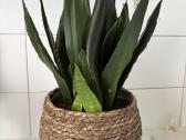 Sansevieria trifasciata Whitney - nuotraukos Nr. 2
