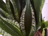 Sansevieria trifasciata Whitney - nuotraukos Nr. 3