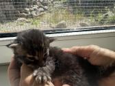Meino meškėnai - nuotraukos Nr. 7