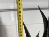 Sansevieria trifasciata Whitney - nuotraukos Nr. 4