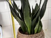 Sansevieria trifasciata Whitney - nuotraukos Nr. 5