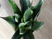 Sansevieria trifasciata Whitney - nuotraukos Nr. 6