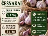 Česnakai - nuotraukos Nr. 2