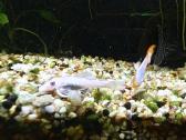 L400, L236, Snow White šamai - nuotraukos Nr. 6