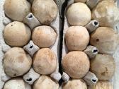 Parduodu 3kg poniabudžių, Vilnius, Pilaitė - nuotraukos Nr. 8