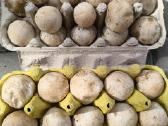 Parduodu 3kg poniabudžių, Vilnius, Pilaitė - nuotraukos Nr. 10