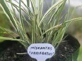 Dekoratyvinės smilgos,soruolės,lendrūnai,miskantai - nuotraukos Nr. 5