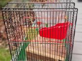 3 graužikams narvai, narvas – nuo 5€ - nuotraukos Nr. 8