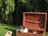 Foksterjerai, šiurkščiaplaukiai foksterjerai - nuotraukos Nr. 13