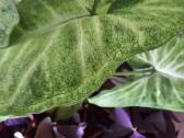 Syngonium White Baterfly - nuotraukos Nr. 2