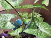 Syngonium White Baterfly - nuotraukos Nr. 3