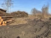 Parduodu uosio ,beržo, juodelksnio,drebules rąstus - nuotraukos Nr. 14