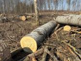 Parduodu uosio ,beržo, juodelksnio,drebules rąstus - nuotraukos Nr. 15