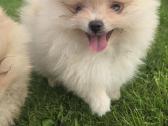 Mini pomeranijos spicai - nuotraukos Nr. 9