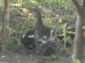 Parduodu Antis - nuotraukos Nr. 2