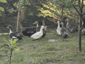 Parduodu Antis - nuotraukos Nr. 7
