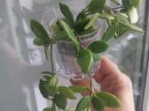 Hoya 's - nuotraukos Nr. 11