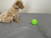 Maltipoo - nuotraukos Nr. 4