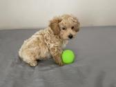 Maltipoo - nuotraukos Nr. 3