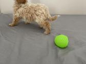 Maltipoo - nuotraukos Nr. 5