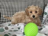 Maltipoo - nuotraukos Nr. 6