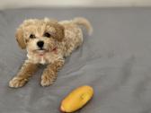 Maltipoo - nuotraukos Nr. 2