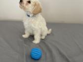 Maltipoo - nuotraukos Nr. 7