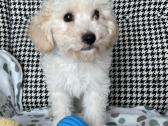 Maltipoo - nuotraukos Nr. 8