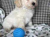 Maltipoo - nuotraukos Nr. 9