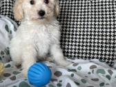 Maltipoo - nuotraukos Nr. 10