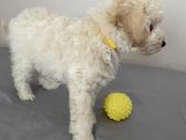 Maltipoo - nuotraukos Nr. 11