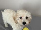 Maltipoo - nuotraukos Nr. 12