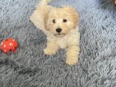 Maltipoo - nuotraukos Nr. 14