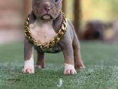 American Bully Pocket - nuotraukos Nr. 2
