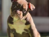 American Bully Pocket - nuotraukos Nr. 3