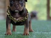 American Bully Pocket - nuotraukos Nr. 4