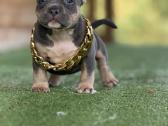 American Bully Pocket - nuotraukos Nr. 5