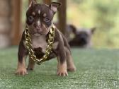 American Bully Pocket - nuotraukos Nr. 6