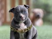 American Bully Pocket - nuotraukos Nr. 7