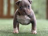 American Bully Pocket - nuotraukos Nr. 8